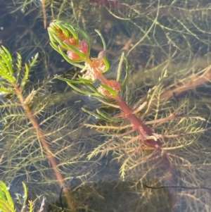 Myriophyllum variifolium at Bungendore, NSW - 23 Aug 2023