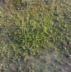 Myriophyllum variifolium at Bungendore, NSW - 23 Aug 2023