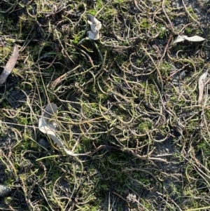 Myriophyllum variifolium at Bungendore, NSW - 23 Aug 2023