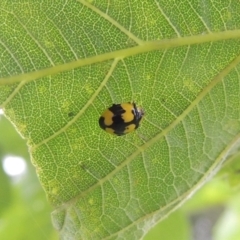 Illeis galbula (Fungus-eating Ladybird) at Tuggeranong, ACT - 25 Feb 2023 by MichaelBedingfield