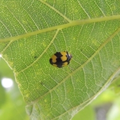 Illeis galbula (Fungus-eating Ladybird) at Bullen Range - 25 Feb 2023 by michaelb