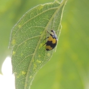 Illeis galbula at Tuggeranong, ACT - 25 Feb 2023 06:15 PM