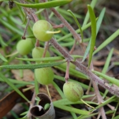 Persoonia linearis (Narrow-leaved Geebung) at Lower Borough, NSW - 7 Jun 2023 by RobG1