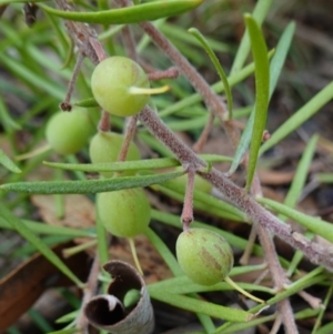 Persoonia linearis at Lower Borough, NSW - 7 Jun 2023