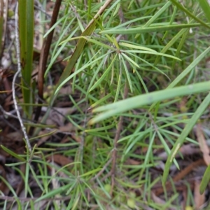 Persoonia linearis at Lower Borough, NSW - 7 Jun 2023