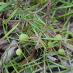 Persoonia linearis at Lower Borough, NSW - 7 Jun 2023