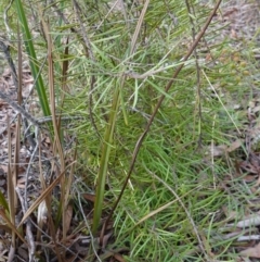 Persoonia linearis at Lower Borough, NSW - 7 Jun 2023