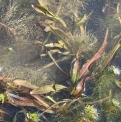 Potamogeton cheesemanii (Pondweed) at Bungendore, NSW - 23 Aug 2023 by JaneR