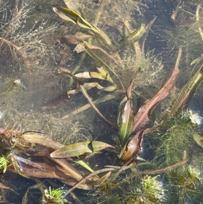 Potamogeton cheesemanii (Pondweed) at QPRC LGA - 23 Aug 2023 by JaneR