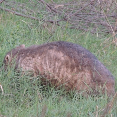 Vombatus ursinus (Common wombat, Bare-nosed Wombat) at Tuggeranong, ACT - 25 Feb 2023 by michaelb