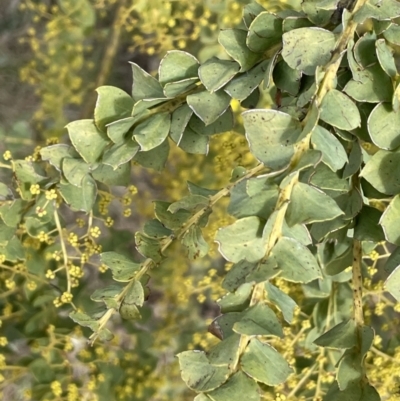 Acacia pravissima (Wedge-leaved Wattle, Ovens Wattle) at Kowen, ACT - 23 Aug 2023 by JaneR
