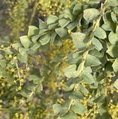 Acacia pravissima (Wedge-leaved Wattle, Ovens Wattle) at Kowen, ACT - 23 Aug 2023 by JaneR