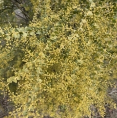 Acacia pravissima at Kowen, ACT - 23 Aug 2023