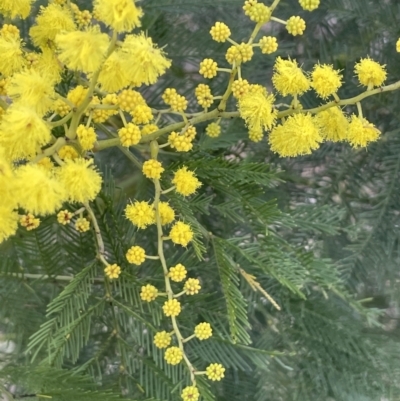 Acacia decurrens (Green Wattle) at Kowen, ACT - 23 Aug 2023 by JaneR