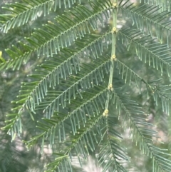 Acacia decurrens at Kowen, ACT - 23 Aug 2023