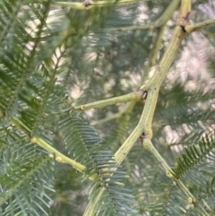 Acacia decurrens at Kowen, ACT - 23 Aug 2023