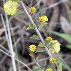 Acacia gunnii (Ploughshare Wattle) at Kowen Woodland - 23 Aug 2023 by JaneR