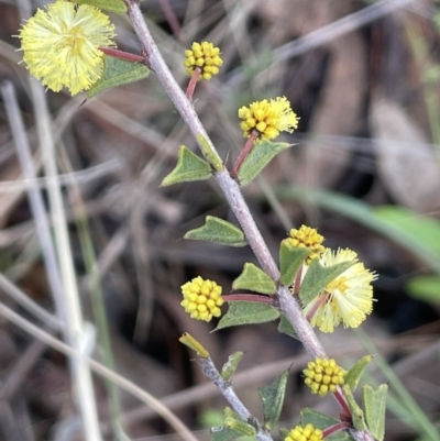 Acacia gunnii (Ploughshare Wattle) at Kowen Woodland - 23 Aug 2023 by JaneR