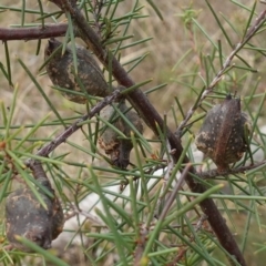 Hakea sericea (Needlebush) at Nadgigomar Nature Reserve - 7 Jun 2023 by RobG1