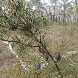 Hakea sericea at Lower Borough, NSW - 7 Jun 2023