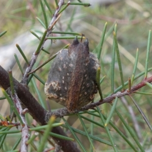 Hakea sericea at Lower Borough, NSW - 7 Jun 2023