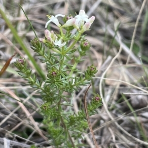 Asperula conferta at Kowen, ACT - 23 Aug 2023 02:43 PM