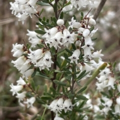 Cryptandra amara (Bitter Cryptandra) at Kowen, ACT - 23 Aug 2023 by JaneR