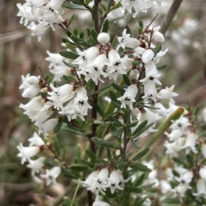 Cryptandra amara at Kowen, ACT - 23 Aug 2023 12:26 PM