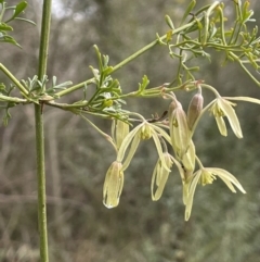 Clematis leptophylla (Small-leaf Clematis, Old Man's Beard) at Kowen Woodland - 23 Aug 2023 by JaneR