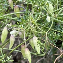 Clematis leptophylla at Kowen, ACT - 23 Aug 2023