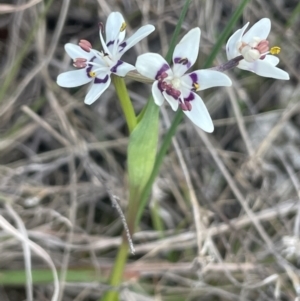 Wurmbea dioica subsp. dioica at Kowen, ACT - 23 Aug 2023