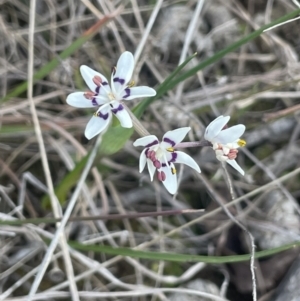 Wurmbea dioica subsp. dioica at Kowen, ACT - 23 Aug 2023