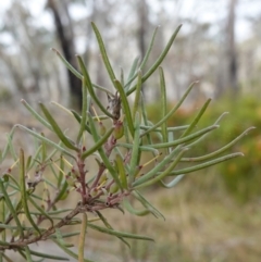 Persoonia mollis (Soft Geebung) at Lower Borough, NSW - 7 Jun 2023 by RobG1