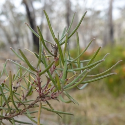 Persoonia mollis (Soft Geebung) at Nadgigomar Nature Reserve - 7 Jun 2023 by RobG1