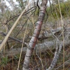 Persoonia mollis at Lower Borough, NSW - 7 Jun 2023