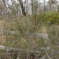 Persoonia mollis at Lower Borough, NSW - 7 Jun 2023