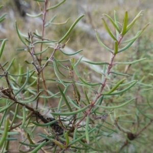 Persoonia mollis at Lower Borough, NSW - 7 Jun 2023