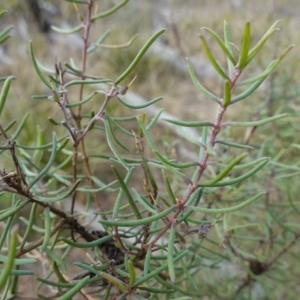 Persoonia mollis at Lower Borough, NSW - 7 Jun 2023 10:36 AM