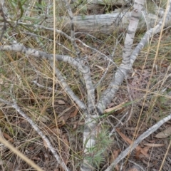 Persoonia mollis at Lower Borough, NSW - 7 Jun 2023