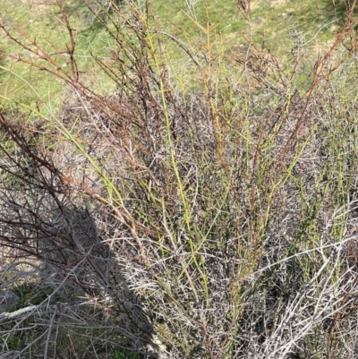 Discaria pubescens (Australian Anchor Plant) at Ginninderry Conservation Corridor - 24 Aug 2023 by Ange