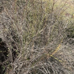 Discaria pubescens at Macnamara, ACT - 24 Aug 2023