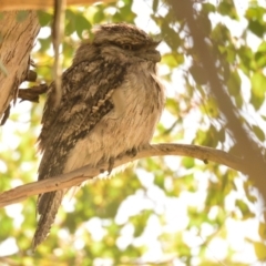 Podargus strigoides (Tawny Frogmouth) at Jerrabomberra Wetlands - 23 Aug 2023 by Thurstan