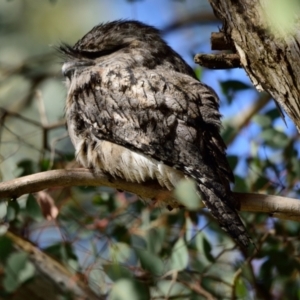 Podargus strigoides at Fyshwick, ACT - 23 Aug 2023