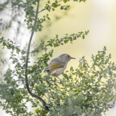 Phylidonyris pyrrhopterus (Crescent Honeyeater) at ANBG - 24 Aug 2023 by ReeniRoo