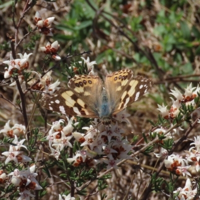 Vanessa kershawi (Australian Painted Lady) at Tuggeranong Hill - 24 Aug 2023 by owenh