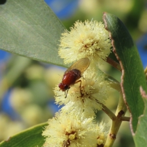 Lauxaniidae (family) at Tuggeranong, ACT - 24 Aug 2023