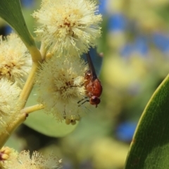 Lauxaniidae (family) at Tuggeranong, ACT - 24 Aug 2023 01:55 PM