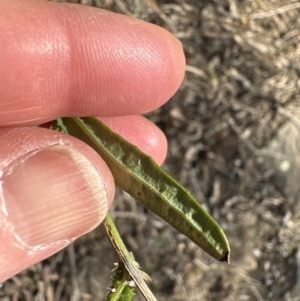 Senecio hispidulus at suppressed - 24 Aug 2023