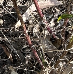 Senecio hispidulus at Kangaroo Valley, NSW - 24 Aug 2023