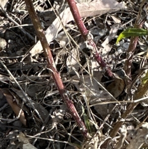 Senecio hispidulus at suppressed - 24 Aug 2023